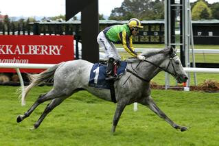 Karaka graduate Maygrove (NZ) collects third stakes win. Photo Credit: Trish Dunell.